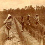 Esclaves Noirs travaillant au champ