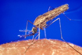 Le paludisme (du latin paludis, « marais »), aussi appelé malaria (de l'italien mal'aria, « mauvais air »), est une maladie infectieuse due à un parasite du genre Plasmodium, propagée par la piqûre de certaines espèces de moustiques anophèles. 80 % des cas sont enregistrés en Afrique subsaharienne.