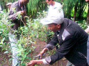 Des planteurs d'arbres, issus de l’immigration en provenance d'Afrique, ont déclaré mardi qu'ils travaillaient dans des conditions du tiers-monde en Colombie-Britannique