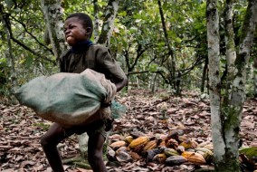 Le travail et l’esclavage des enfants sont monnaie courante dans les plantations de cacao, un scandale dont les fabricants de chocolat ont connaissance depuis de nombreuses années.