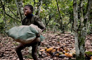 Le travail et l’esclavage des enfants sont monnaie courante dans les plantations de cacao, un scandale dont les fabricants de chocolat ont connaissance depuis de nombreuses années.