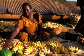 En termes de valeur de production, les bananes et les bananes plantain se situent au quatrième rang des plantes alimentaires d’importance au niveau mondial. Les bananes exportées sont placées au quatrième rang des produits de base au niveau mondial et au troisième rang en tant que fruit (derrière l’orange et le raisin).