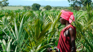 La plupart des terres vendues ou louées (land grab en anglais) se retrouvent dans les pays du Sud, avec 70% en Afrique sub-saharienne. Les autres principaux endroits se situent en Asie du Sud et en Amérique latine.