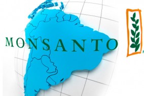 Monsanto produit des semences génétiquement modifiées qui sont résistantes aux herbicides, permettant aux agriculteurs de pulvériser massivement des champs entiers de soja ou de maïs en tuant seulement les mauvaises herbes
