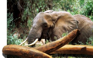 Les éléphants vivent encore dans environ 37 pays africains. Environ 55 pour cent de la population du continent se trouve en Afrique australe.