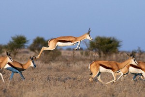  Cette gazelle a la particularité d'avoir des muscles spécifiques en forme de ressorts au niveau des cuisses ce qui lui permet d'atteindre des sauts jusqu'à 3.90 mètres de haut et 15 mètres de long !) et sa colonne vertébrale est très flexible